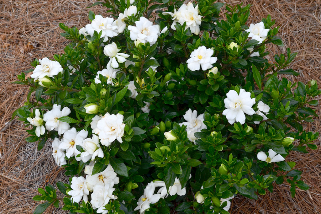 Double Mint Gardenia flowering in landscape