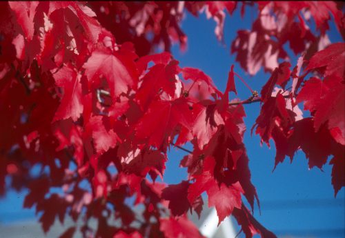 Scarlet Jewell Maple fall foliage