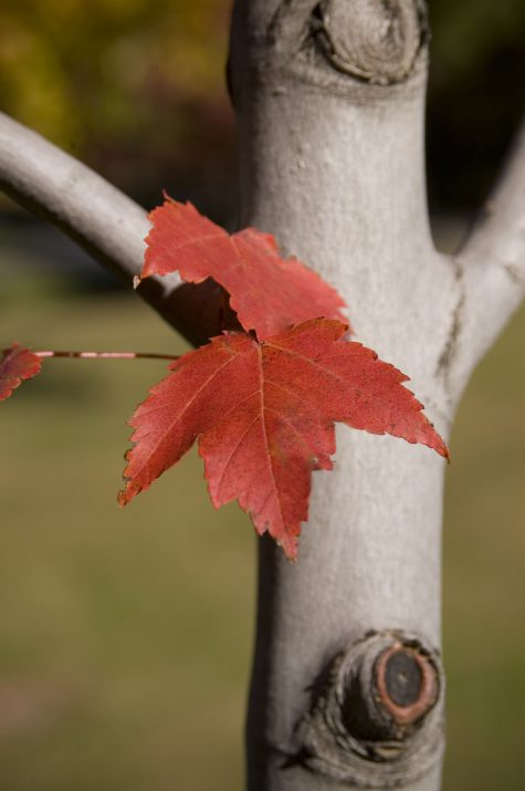Scarlet Jewell Maple fall foliage