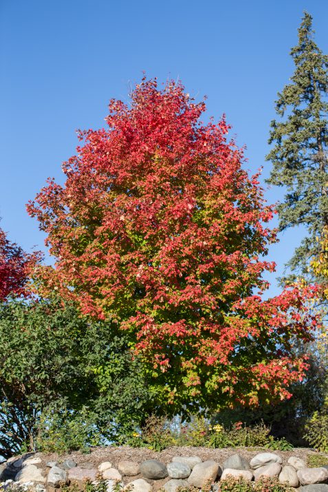 Scarlet Jewell Maple in landscape with fall color