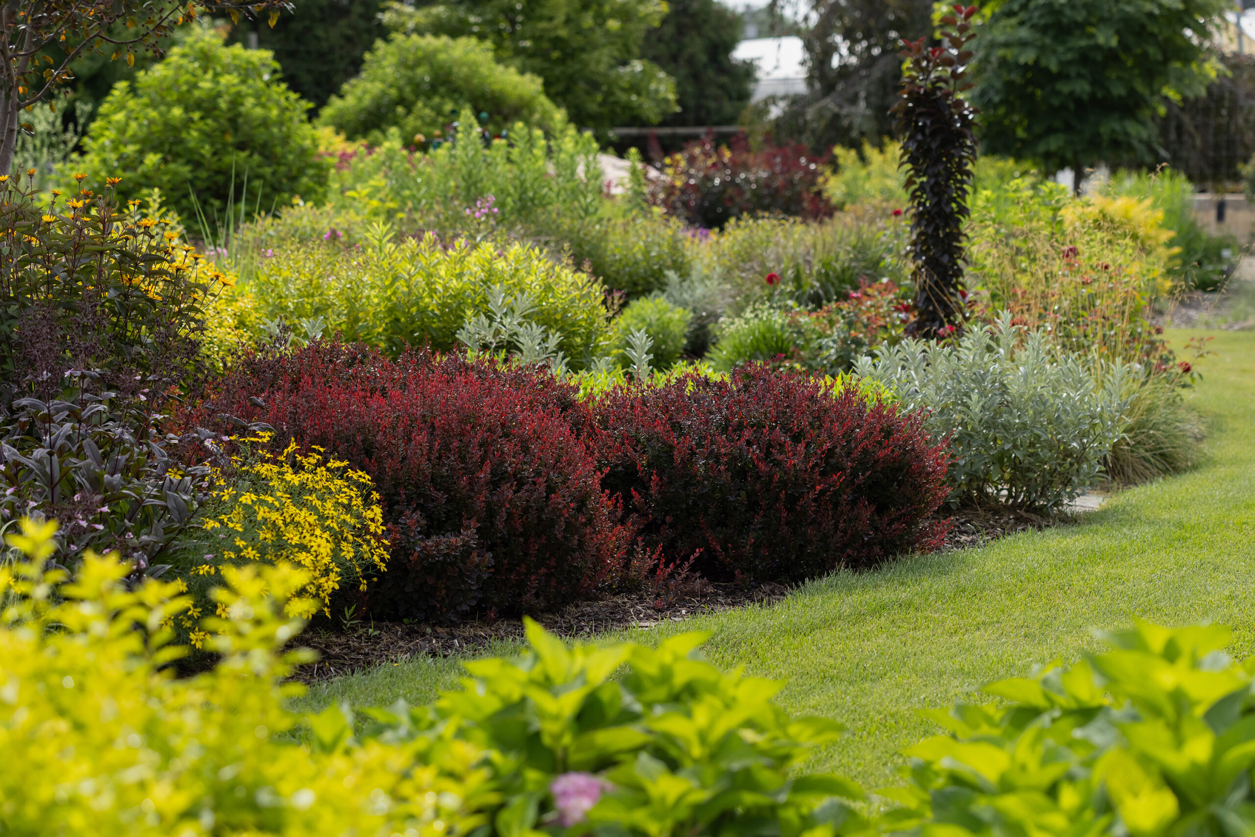Cabernet® Barberry | First Editions