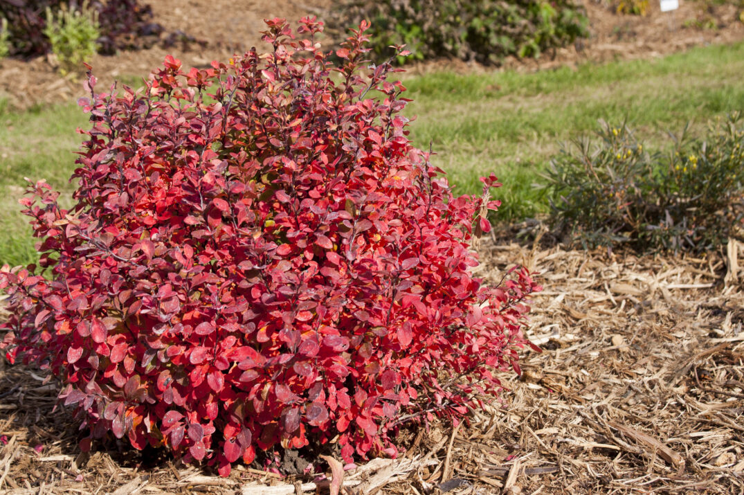 Limoncello Barberry in landscape with fall color