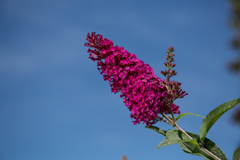 Funky Fuchsia™ Butterfly Bush