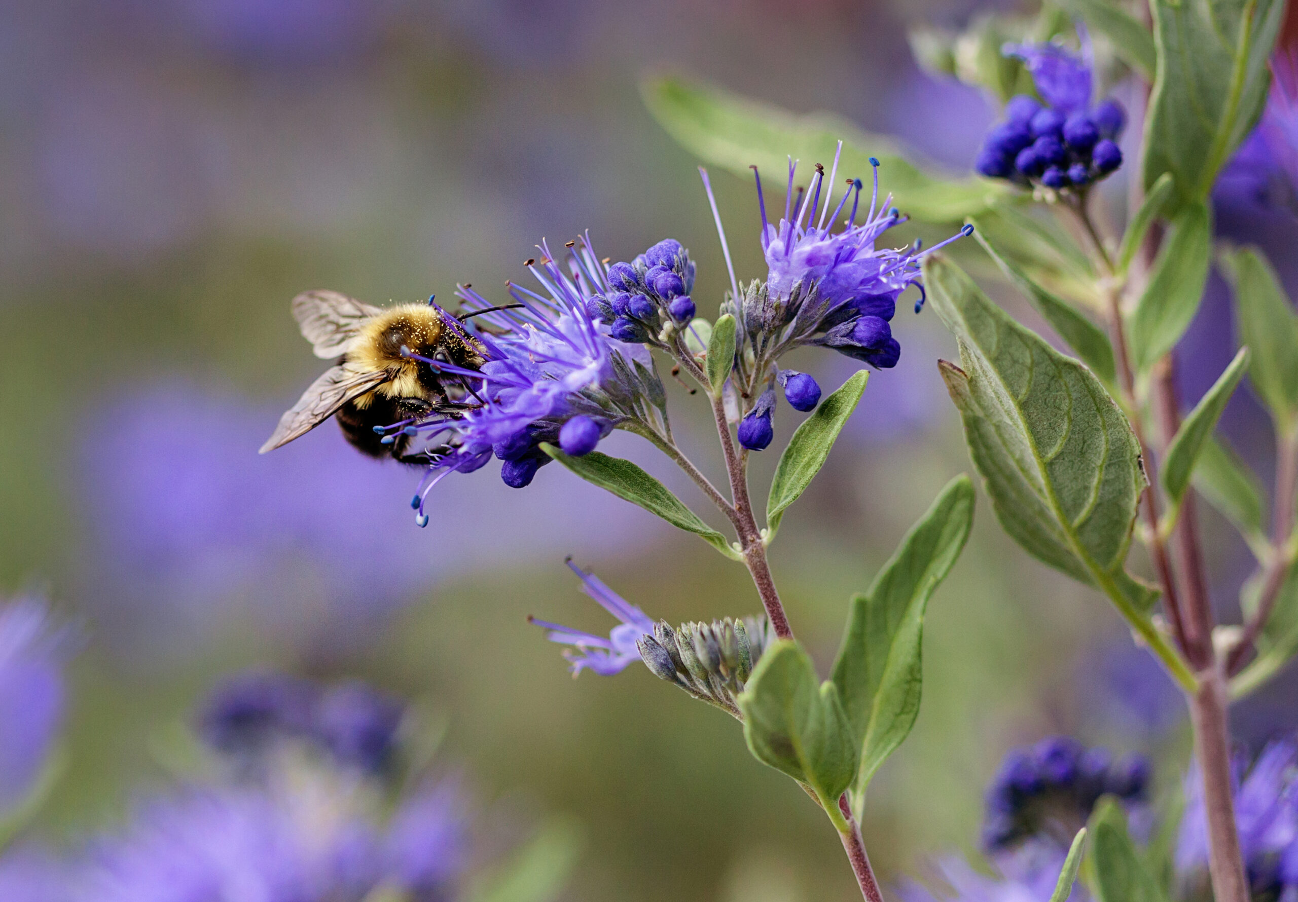 花 Blue Marine Sapphire Surf™ Bluebeard | First Editions