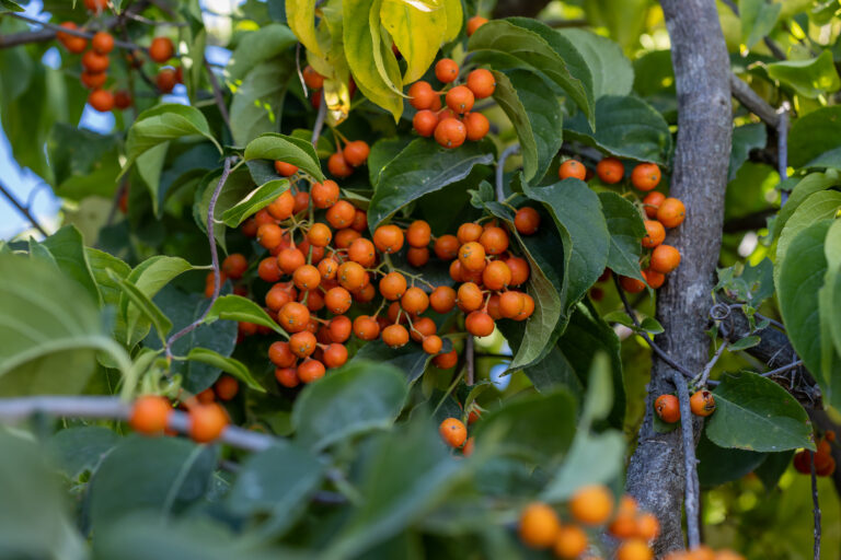 Autumn Revolution™ Bittersweet