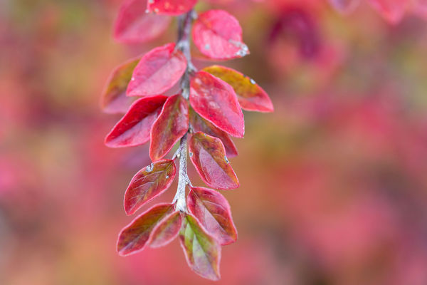 Autumn Inferno Cotoneaster fall foliage