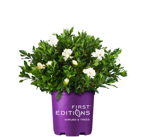 Double Mint Gardenia in First Editions container