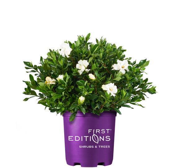 Double Mint Gardenia in First Editions container