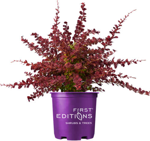 Toscana Barberry in First Editions container