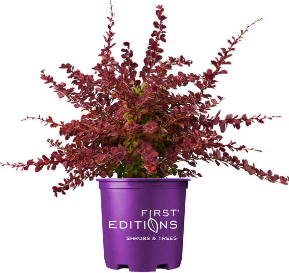 Toscana Barberry in First Editions container