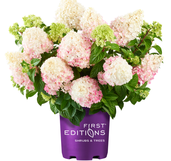 Vainlla Strawberry Panicle Hydrangea in First Editions container