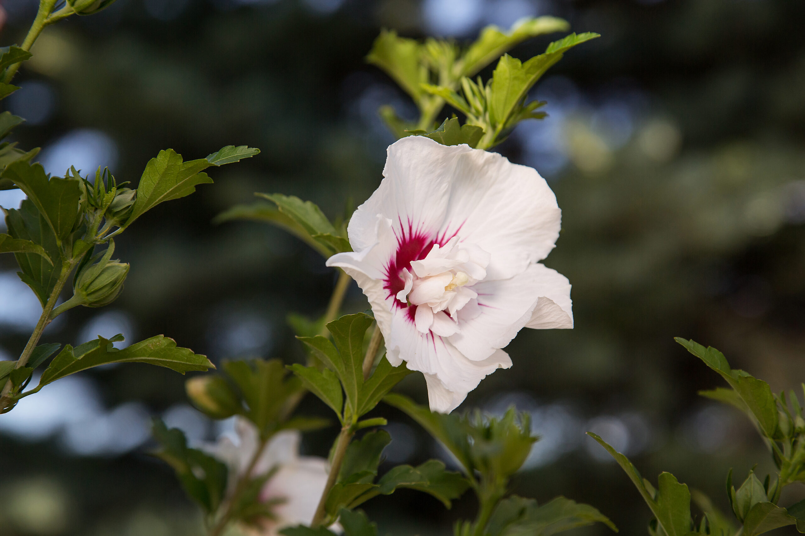 Rock Star Plant - Bali™ Hibiscus | First Editions