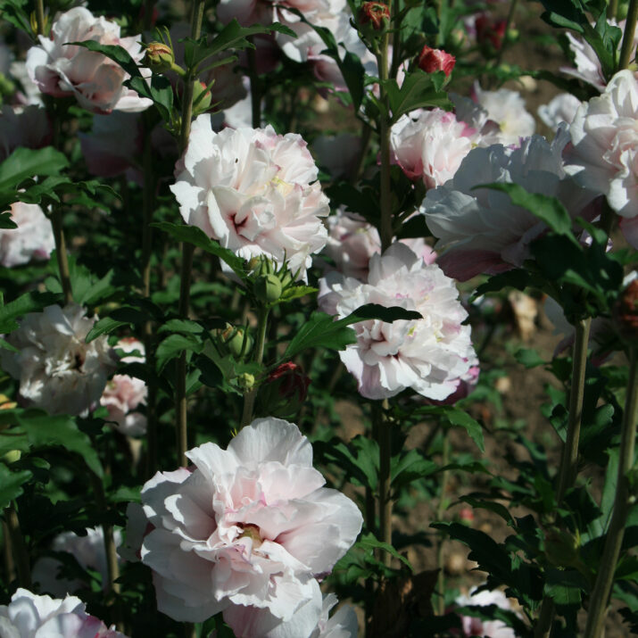 French Cabaret Blush Hibiscus flowers