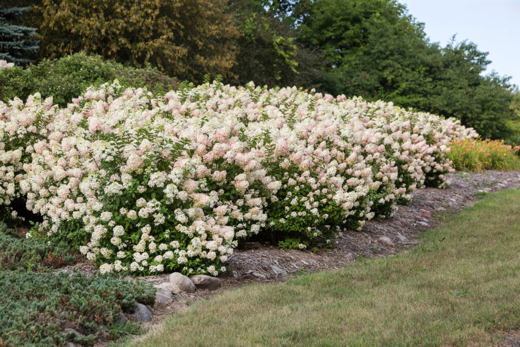 ワンピース NyaNya STRAWBERRY FLOWERS ON THE HILL NyaNya Strawberry Flowers/Grape Vine/Oak Tree/Lily of the Valley