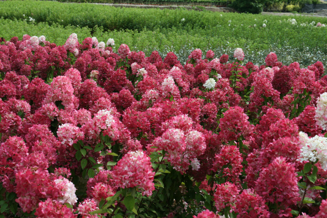 Diamond Rouge Paincle Hydrangea flowers