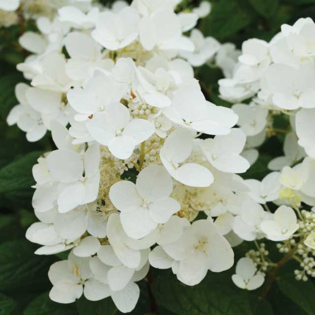 White Diamond Panicle Hydrangea flower