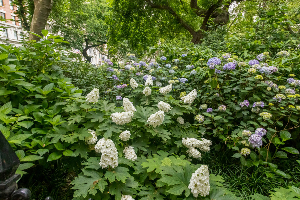 Jetstream™ Hydrangea | First Editions