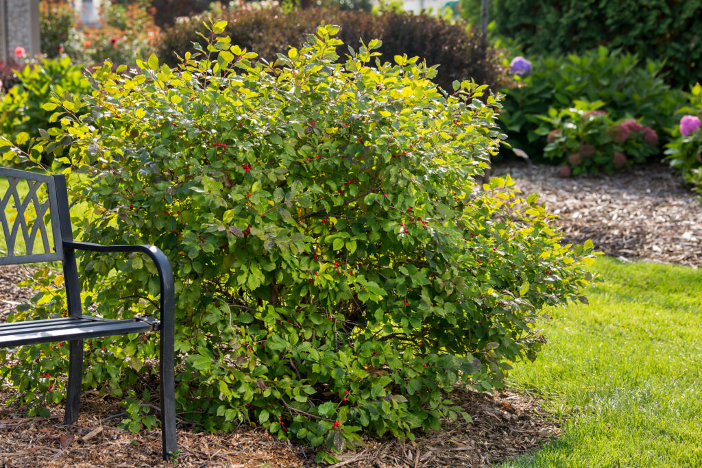 Wildfire™ Winterberry | First Editions