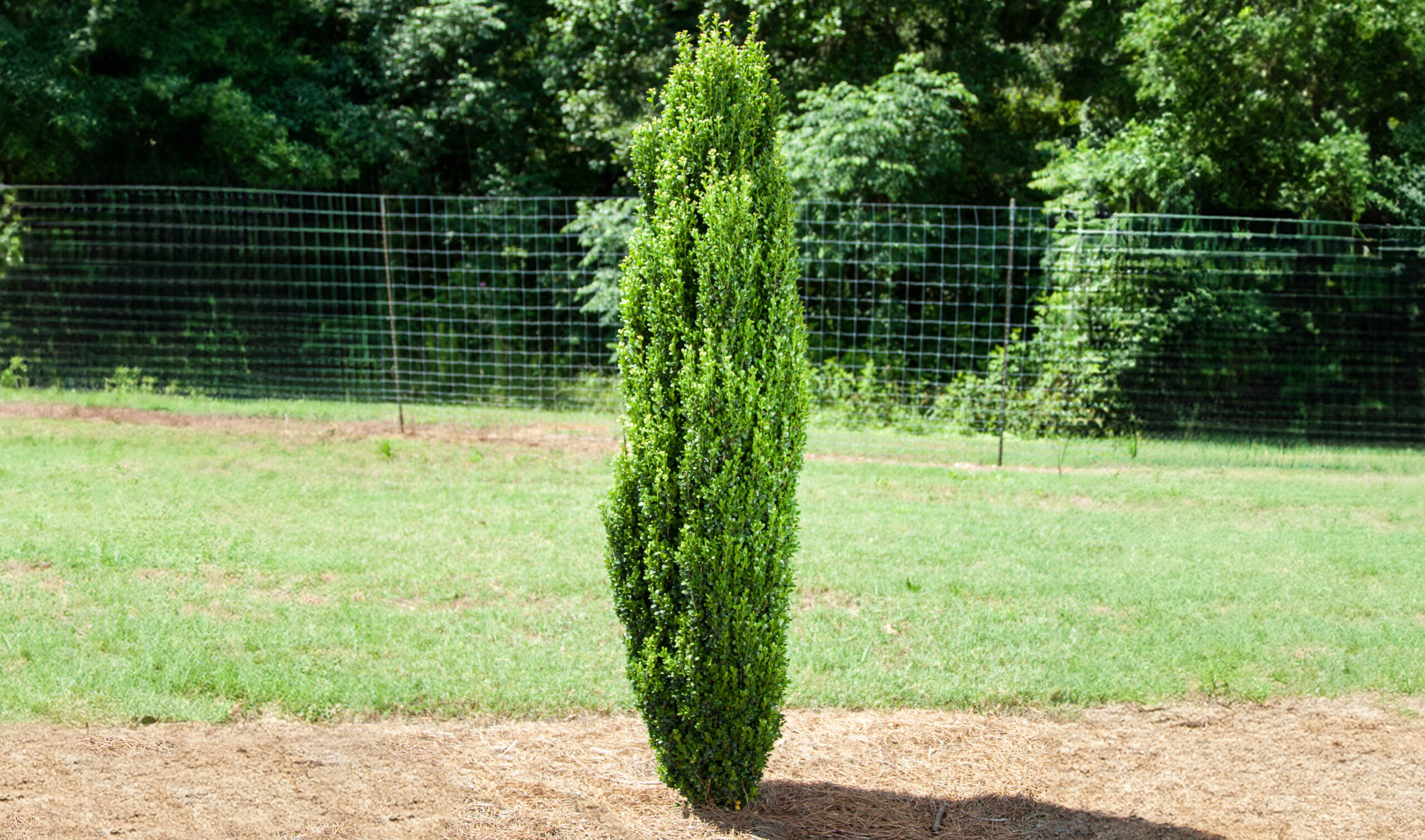 Straight & Narrow® Japanese Holly | First Editions