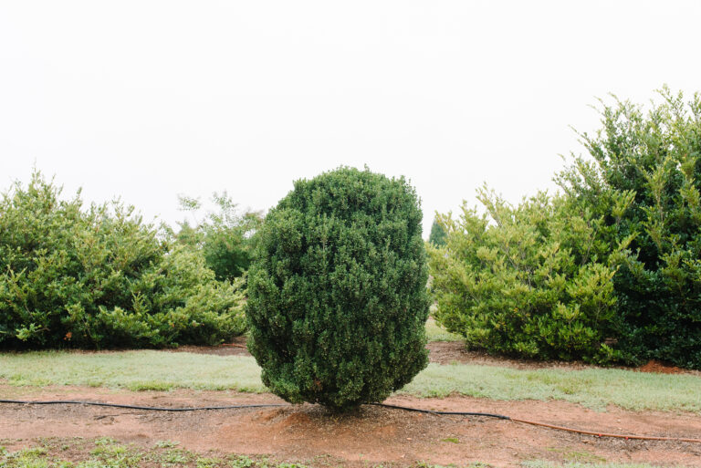 Chubby Hubby Japanese Holly