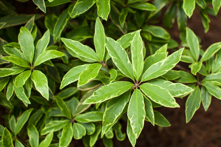 Pink Frost Florida Anise Tree