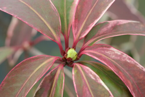 Pink Frost Florida Anise Tree