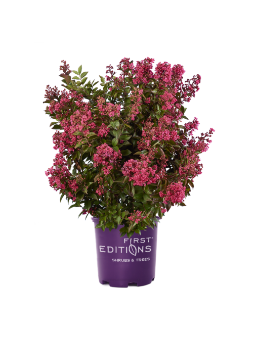 Coral Magic Crapemyrtle flowering in branded container