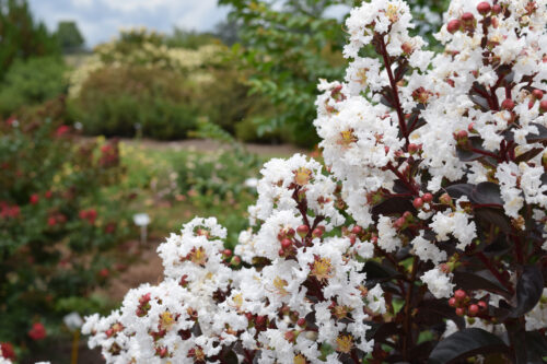 Lunar Magic® Crapemyrtle