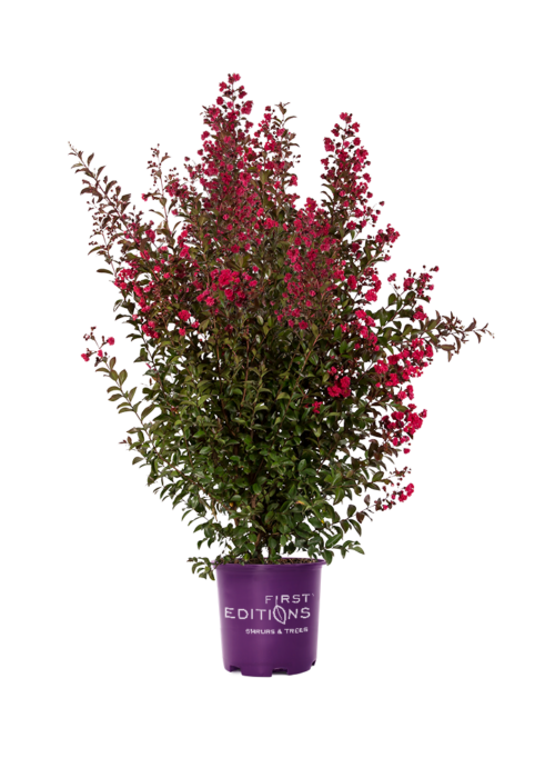 Ruffled Red Crapemyrtle flowering in branded container