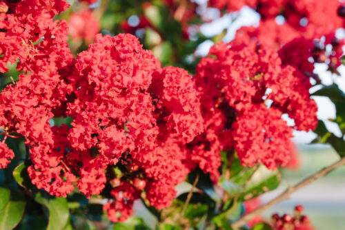 Ruffled Red Magic™ Crapemyrtle