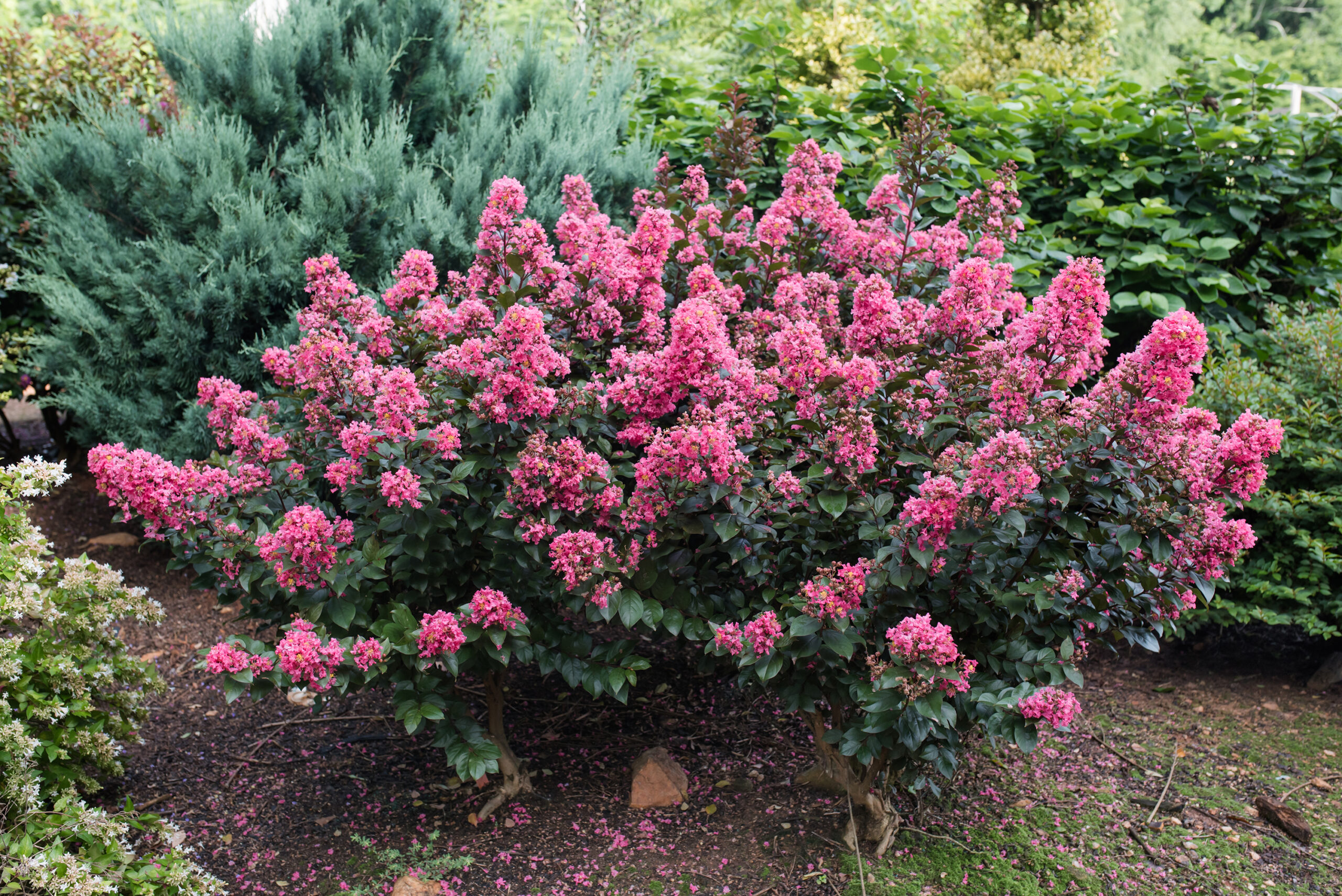 Coral Magic Crapemyrtle | First Editions