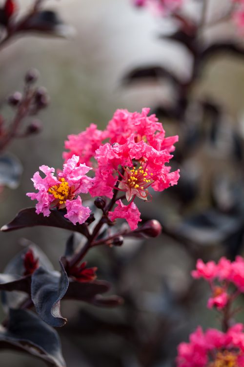 Midnight Magic Crapemyrtle flower