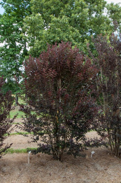 Midnight Magic Crapemyrtle in landscape