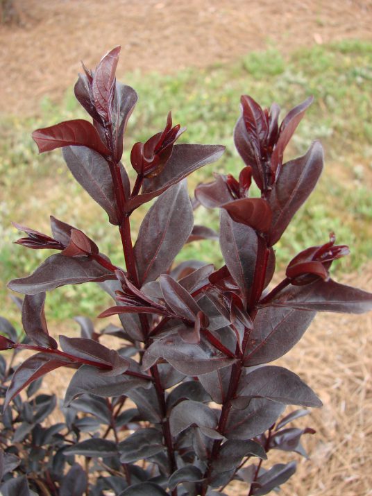Midnight Magic Crapemyrtle foliage
