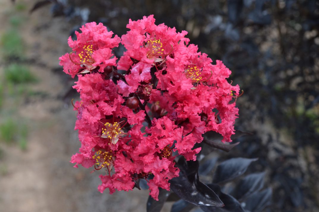 Midnight Magic Crapemyrtle flower
