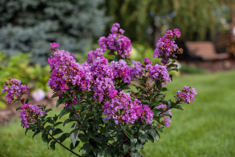 Purple Magic Crapemyrtle