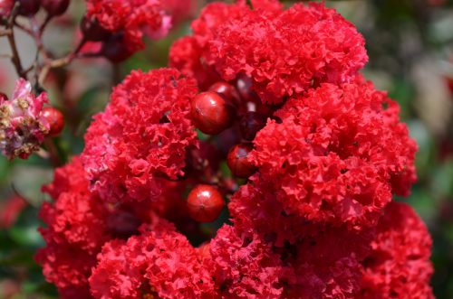 Ruffled Red Magic Crapemyrtle flowers