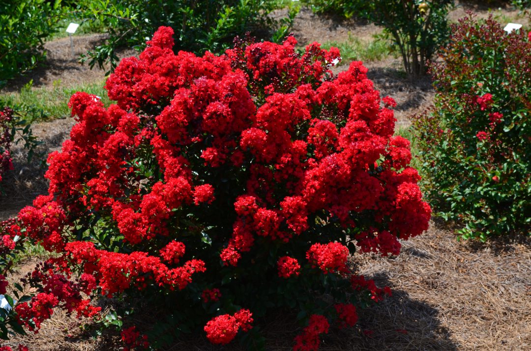 Ruffled Red Magic Crapemyrtle flowering in landscape