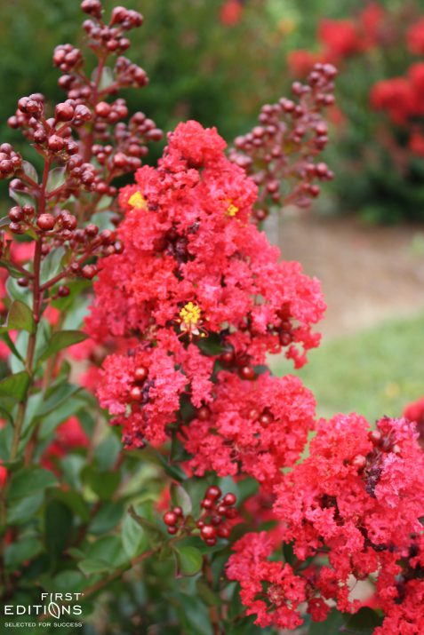 Ruffled Red Magic Crapemyrtle flower