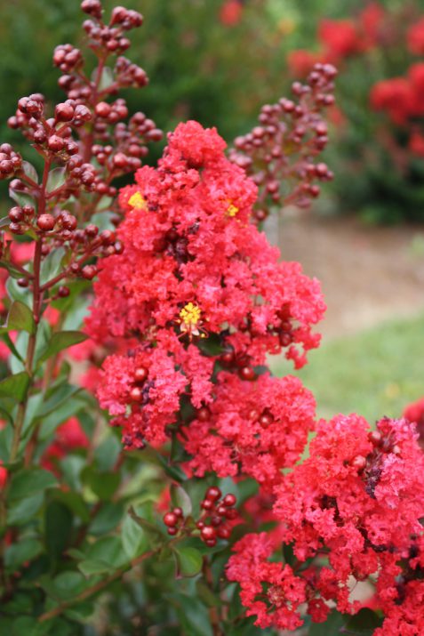 Ruffled Red Magic Crapemyrtle flower