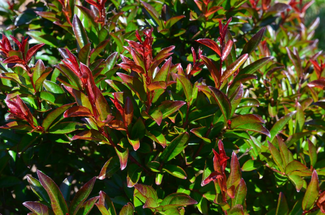 Ruffled Red Magic Crapemyrtle foliage