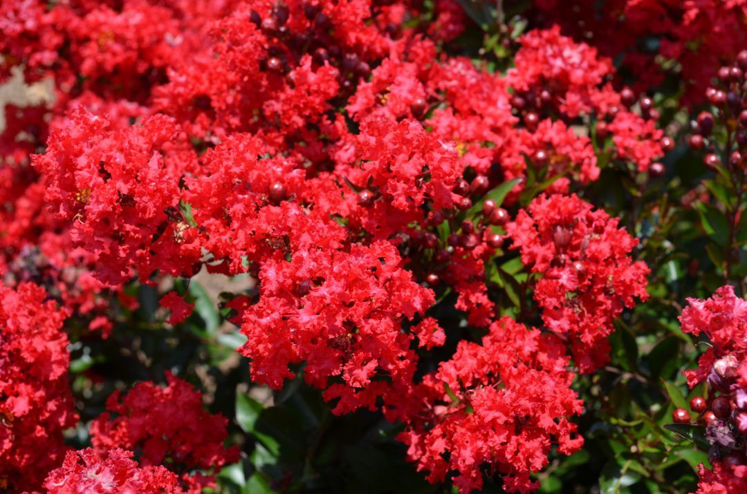 Ruffled Red Magic Crapemyrtle flowers