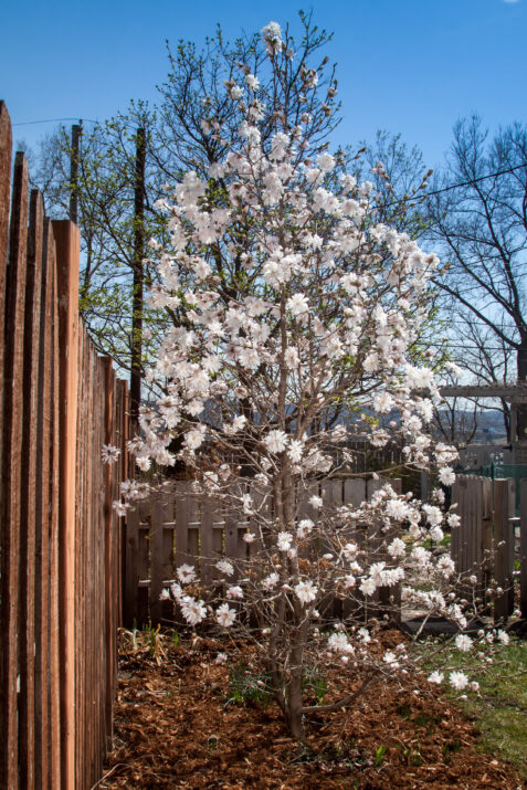 Centennial Blush Magnolia flowering in the landscape