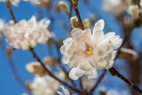 Centennial Blush Star Magnolia