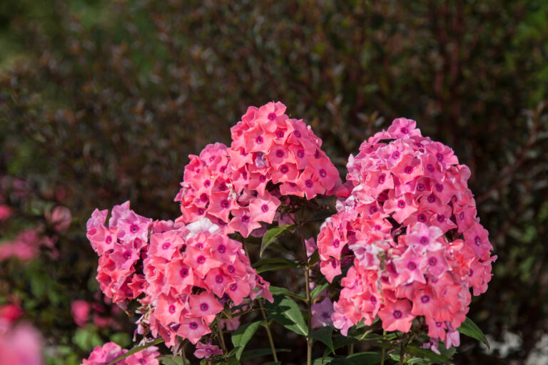 Coral Creme Drop Phlox