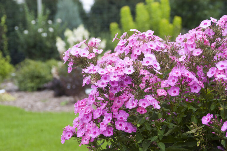 Cotton Candy Phlox