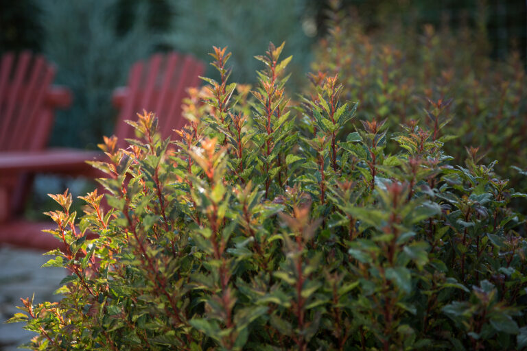 Little Devil™ Ninebark