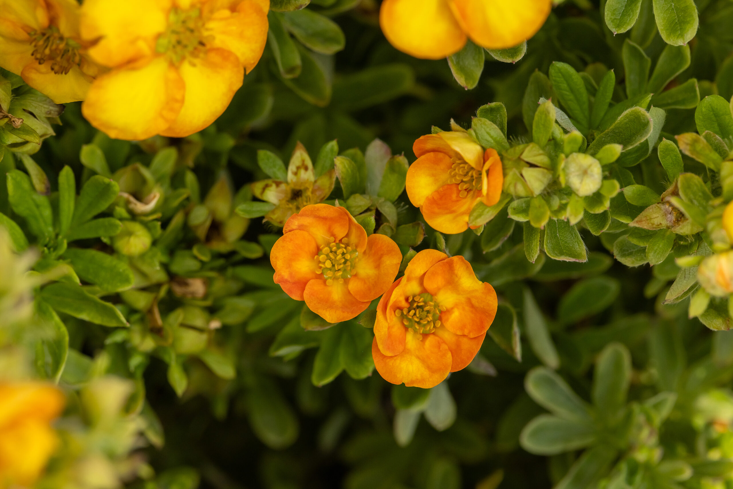 センペルビウム Marmalade 2コ Marmalade® Potentilla | First Editions