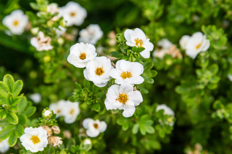 Crème Brûlée™ Potentilla