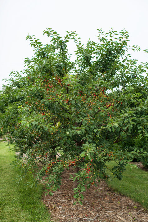 PrunusFirstEditionsSweetCherryPie-24-8881-1-1